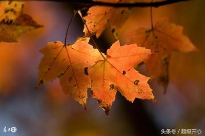 分别用一个字形容春夏秋冬 春夏秋冬分别用一个字怎么形容