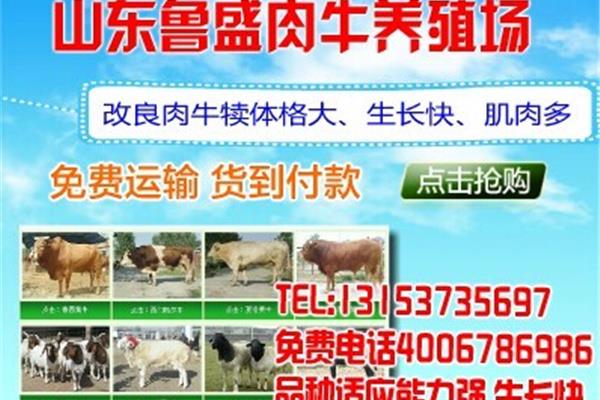 黄牛仔价格