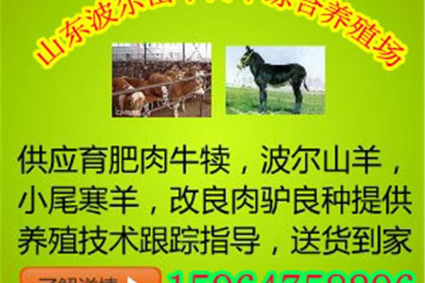 黄牛仔价格