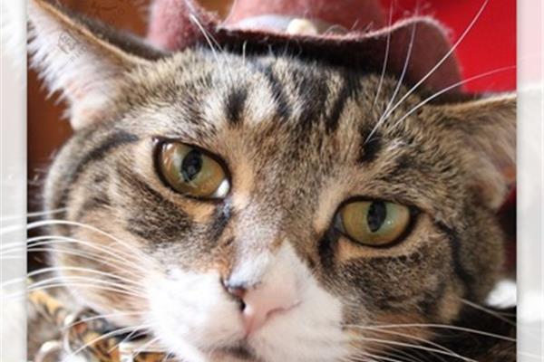 戴帽子的熊猫