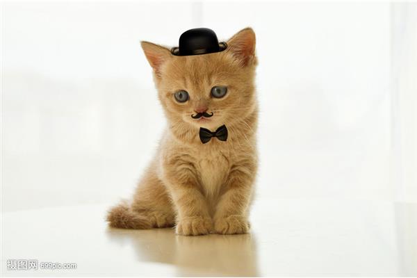 戴帽子的熊猫