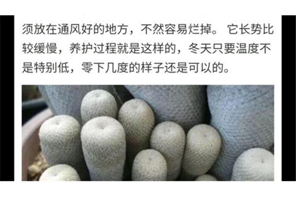小人帽子仙人球