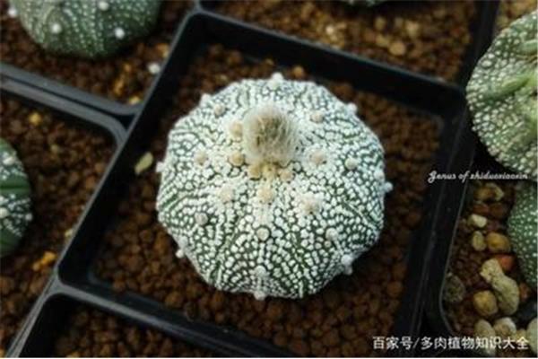 小人帽子仙人球